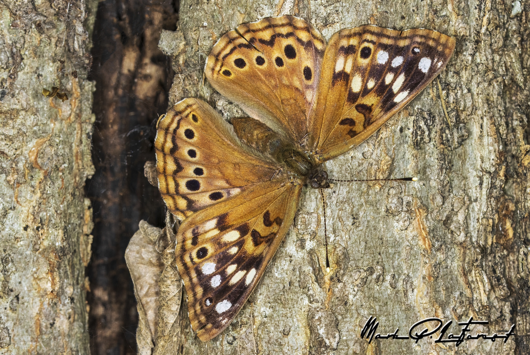 /gallery/north_america/USA/Texas/mckinney falls/Tawny Emperor Butterfly April 2023-006_med.jpg